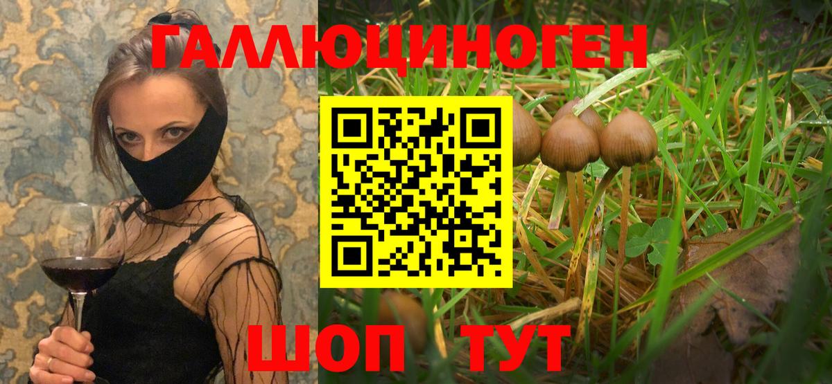 Псилоцибиновые грибы Psilocybe Ржев